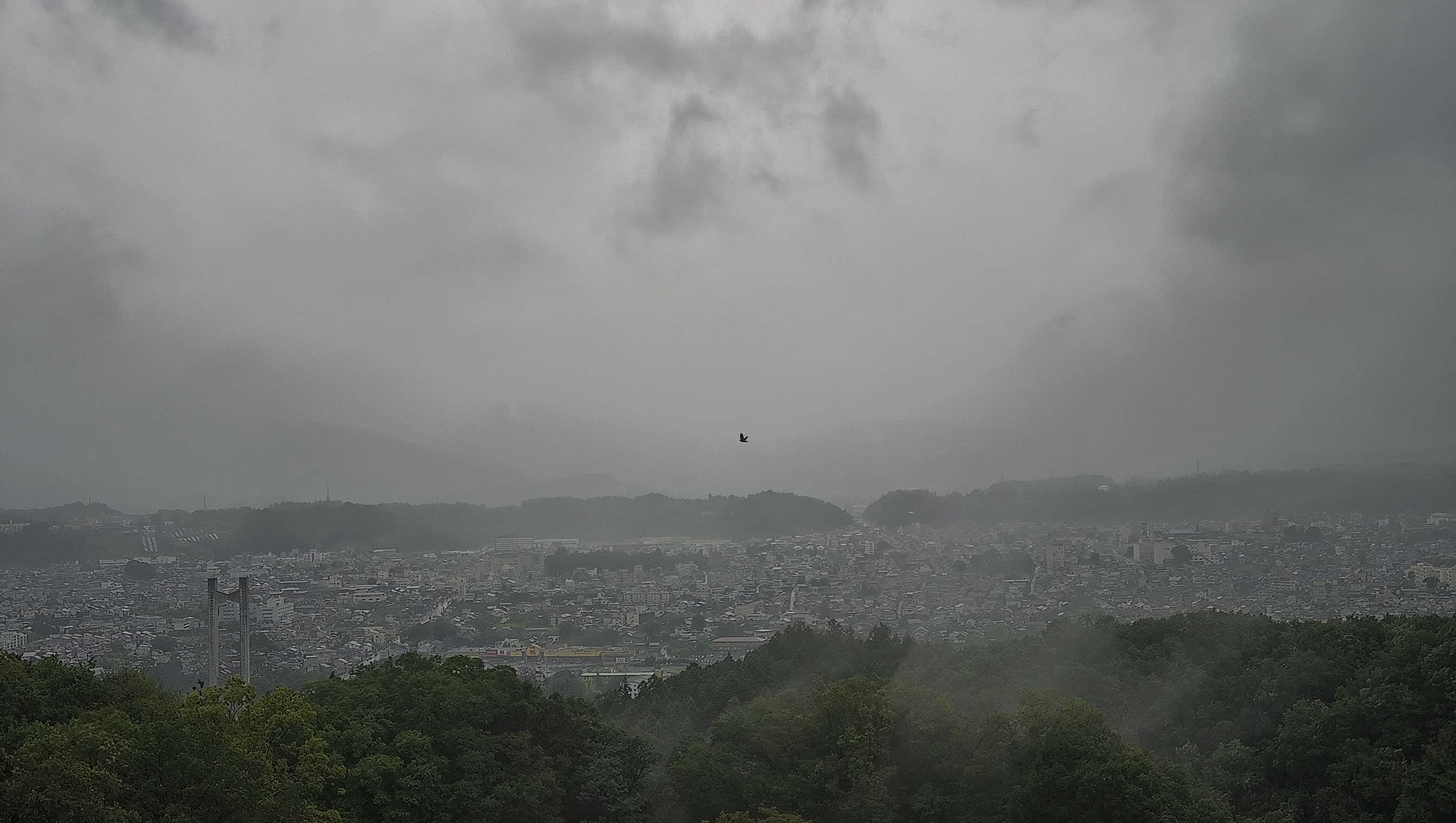 秩父雲海カメラ 2026/08/12 08:52