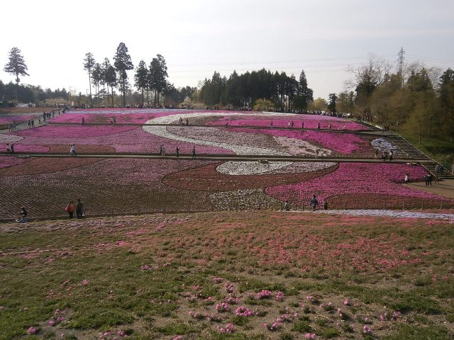 2013年 芝桜 開花便り （4/6～4/15） | 秩父観光なび