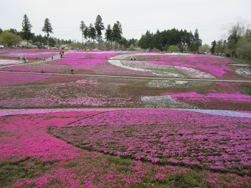 2015年 芝桜 開花便り （4/14～4/23） | 秩父観光なび