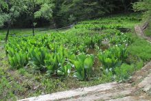 2018年の水芭蕉園