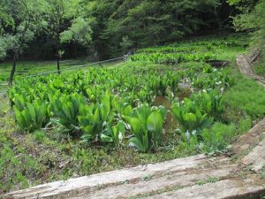 2018年の水芭蕉園