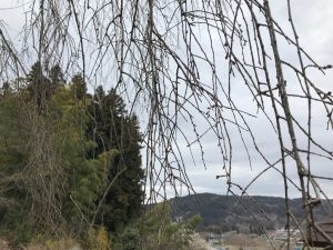 昌福寺しだれ桜の画像