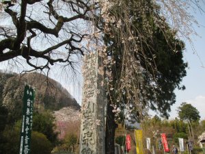 2019年 しだれ桜便り 札所29番長泉院
