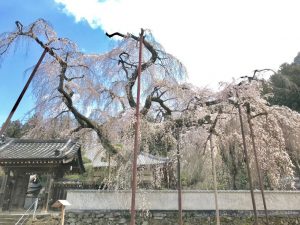2019/03/28 (木)：清雲寺の様子