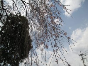2019/03/28 (木)：長泉院の様子