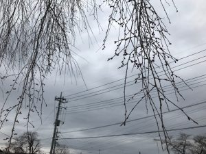 長泉院しだれ桜の画像