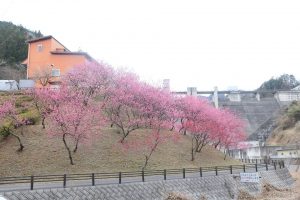 ３月２８日現在　元気村の花桃　見ごろを迎えました。（６分咲き）