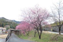３月２８日現在　元気村の花桃　見ごろを迎えました。（６分咲き）