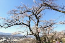 羊山公園桜
