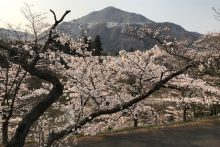 羊山公園桜