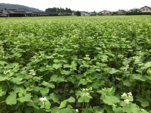 2019年のそばの花（夏）