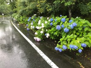 0707ミューズパークアジサイ