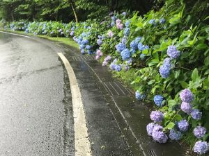 0707ミューズパークアジサイ
