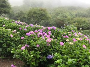 0707美の山公園アジサイ