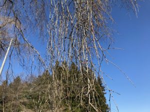 2020年 しだれ桜便り 昌福寺