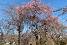 0326羊山公園桜