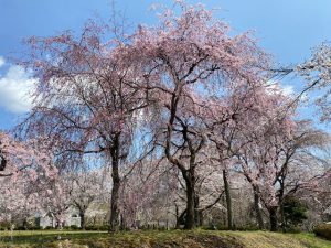 0402羊山公園桜