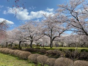 0402羊山公園桜