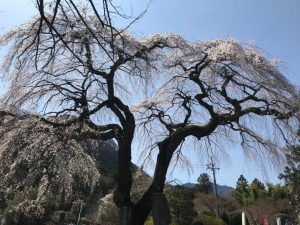 2020年 しだれ桜便り 札所29番長泉院