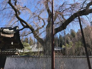 2020年 しだれ桜便り 清雲寺