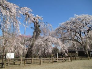清雲寺しだれ桜325