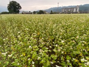 1004そばの花