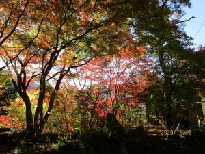 城峯山周辺の紅葉