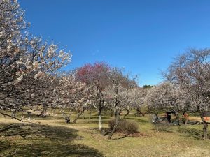 0314ミューズパーク梅園