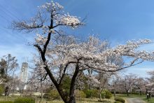 0327羊山公園桜
