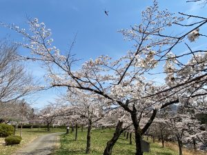 0327羊山公園桜