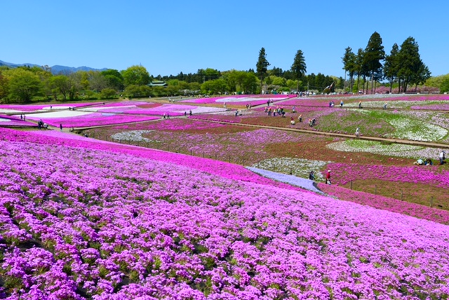 芝桜~(13)芝~(8)たまご、黄、ひまわり、空各2 | www.bumblebeebight.ca