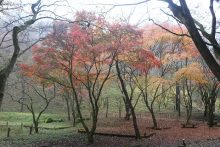城峯神社周辺紅葉