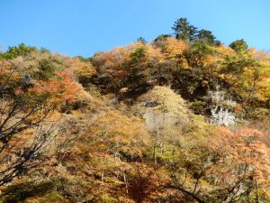 中津峡紅葉の画像