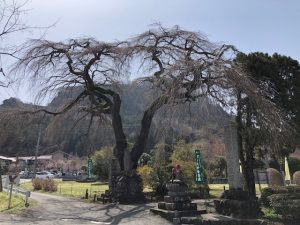 2022年札所29番長泉院しだれ桜