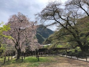 2022年札所29番長泉院しだれ桜
