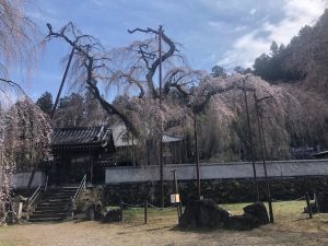 2022年清雲寺しだれ桜