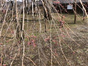 2022年清雲寺しだれ桜
