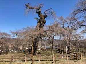 2022年清雲寺しだれ桜