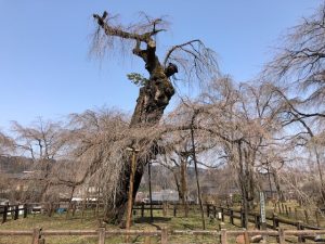 2022年清雲寺しだれ桜