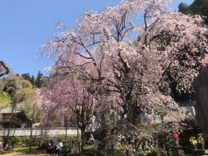 2022年清雲寺しだれ桜