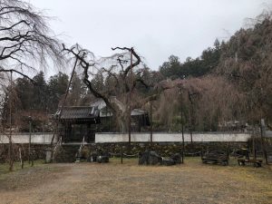 2022年清雲寺しだれ桜