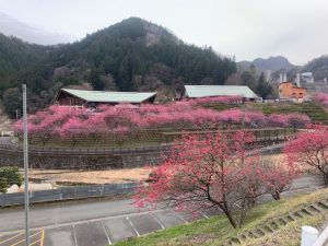 2022年吉田元気村花桃
