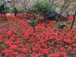 深山の花園の曼珠沙華