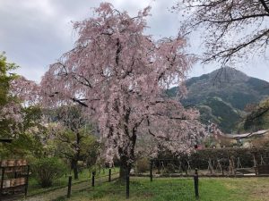 札所29番長泉院しだれ桜