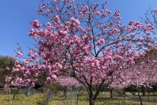 深山の花園八重桜