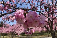 深山の花園八重桜