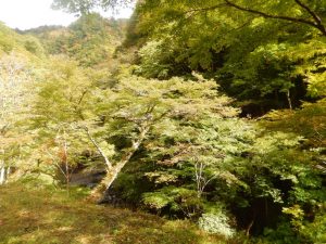 中津峡紅葉2024年