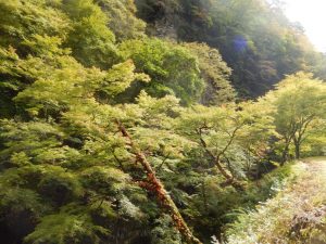 中津峡紅葉2024年