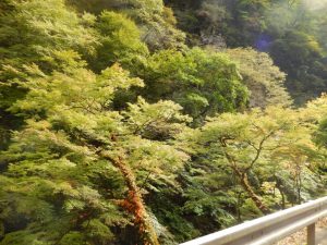 中津峡紅葉2024年