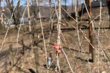 清雲寺しだれ桜開花情報2025年